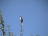 DSC09661